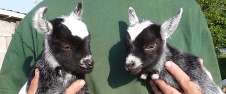 Pygmy goat twins, 10 days old @ Fishers Mobile Farm